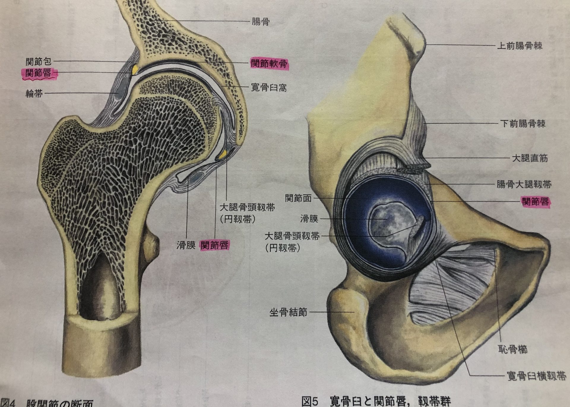 院内勉強会「大腿骨寛骨臼インピンジメント(femoroacetabular impingement:FAI)に対する保存療法」 | みよし市福 ...