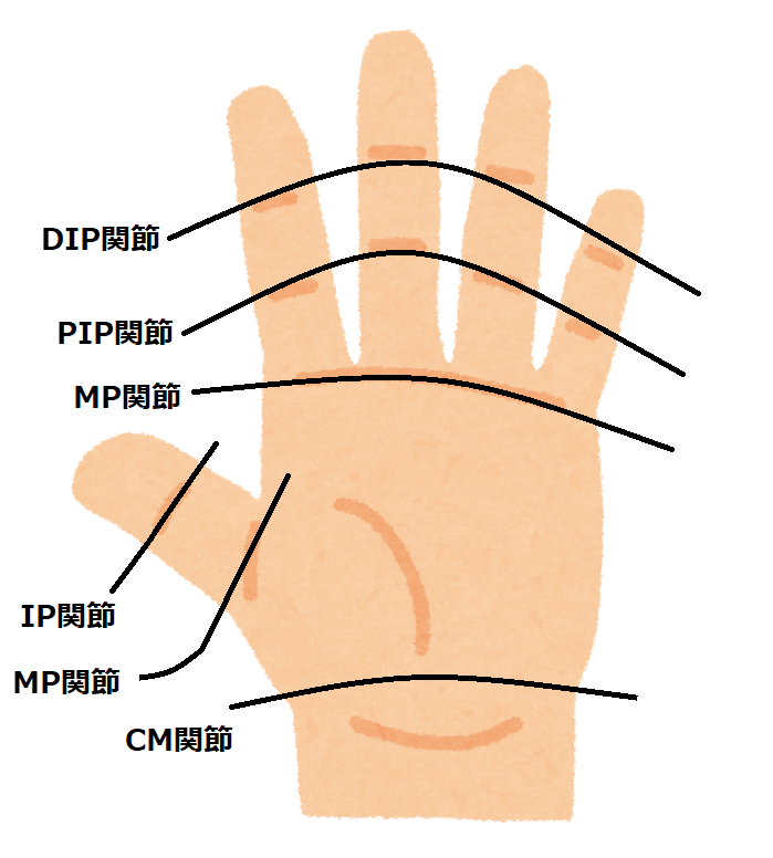 指の関節 名称 | 指の部位名称図解 | 【コラム】手の構造について① – BPNI